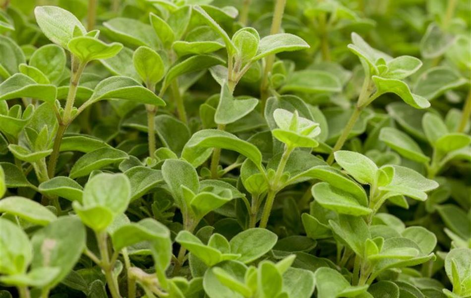 Origanum vulgare 'Compactum'