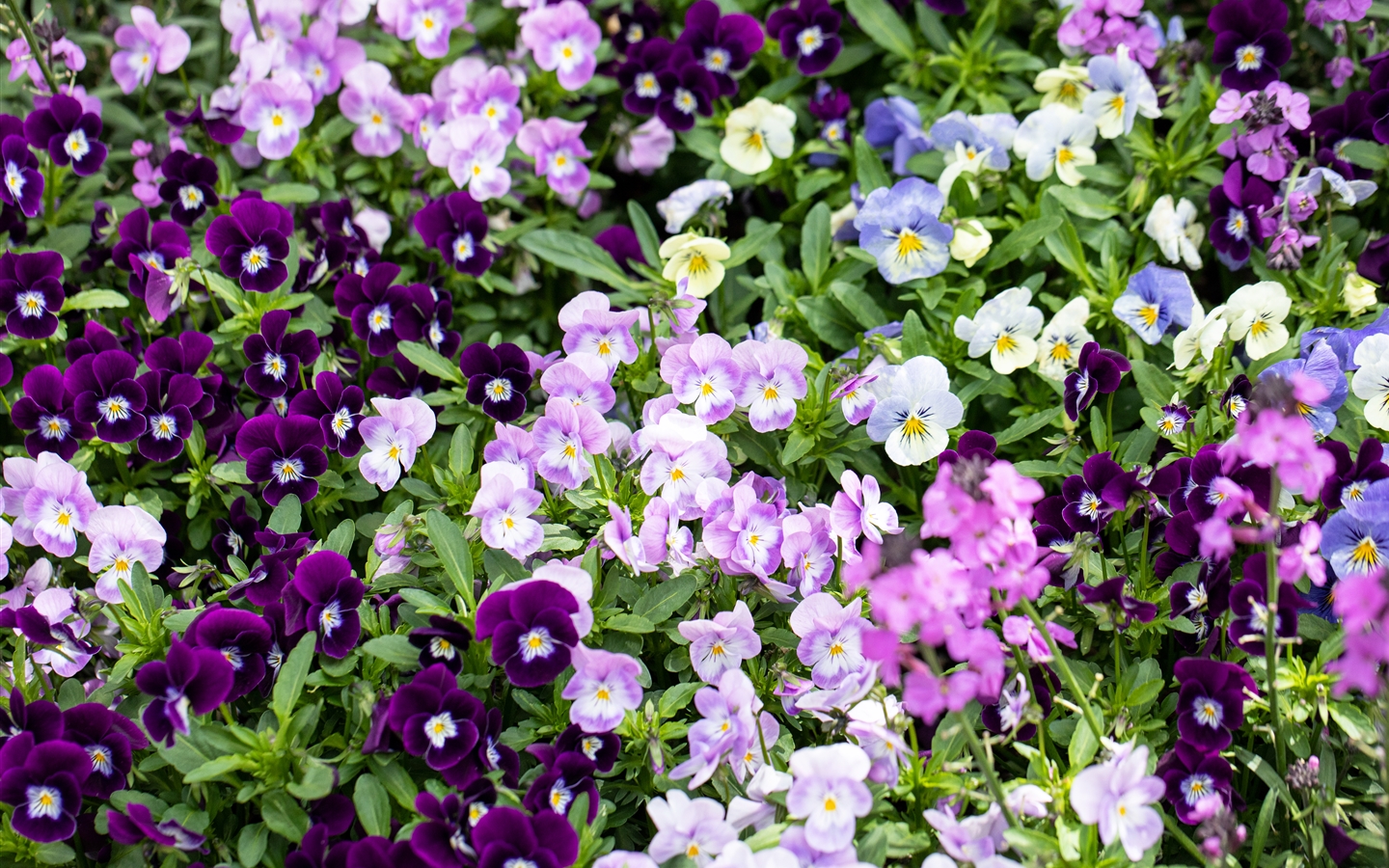 Viola cornuta, rosa