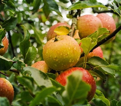 Malus domestica 'Goro'