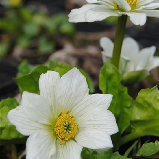 Caltha palustris var. alba Caltha palustris var. alba