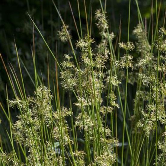 Juncus effusus Juncus effusus
