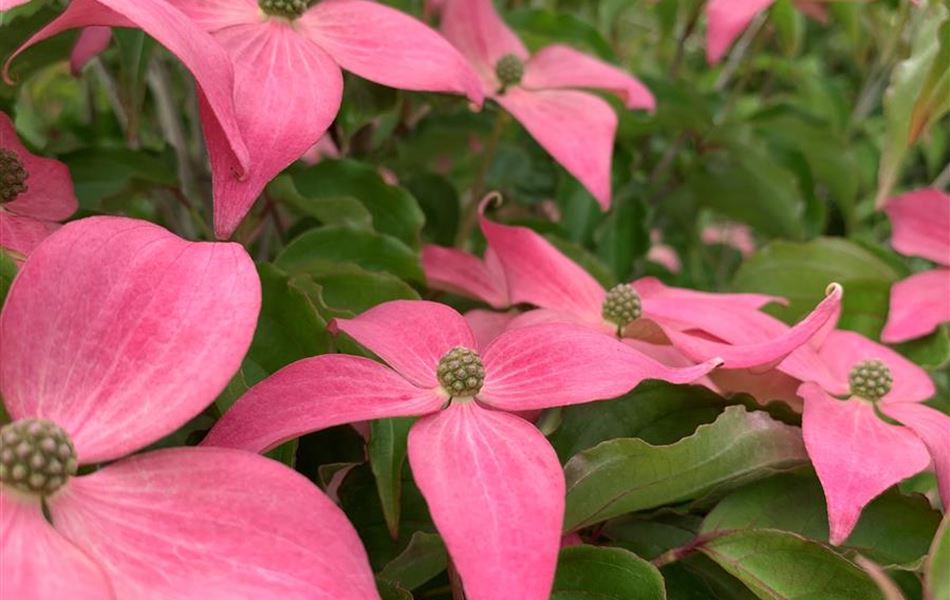 Cornus kousa 'Scarlet Fire' Cornus kousa 'Scarlet Fire'