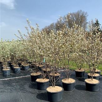 Amelanchier lamarckii