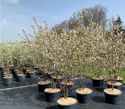 Amelanchier lamarckii