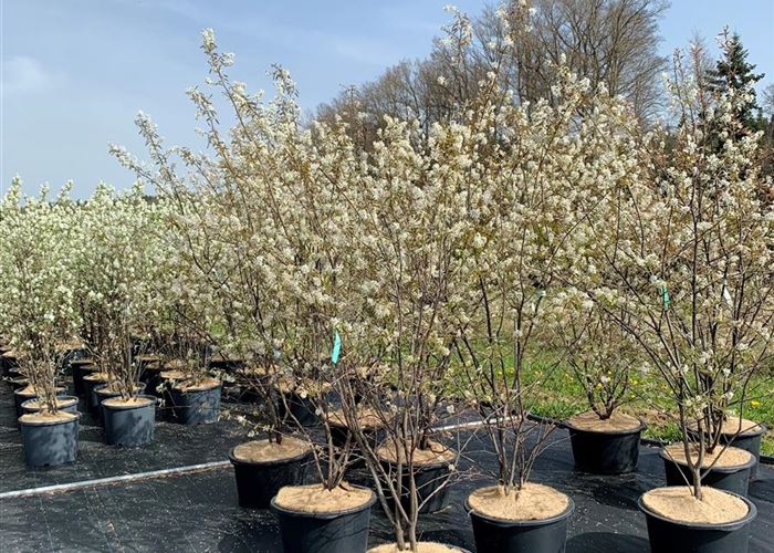 Amelanchier lamarckii