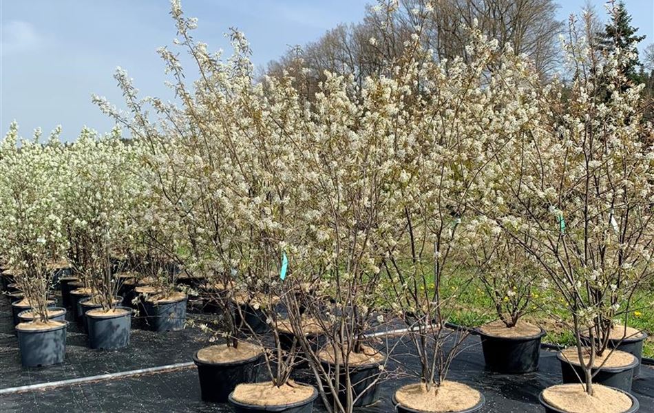 Amelanchier lamarckii Amelanchier lamarckii