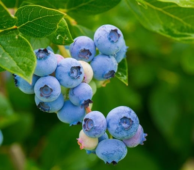 Vaccinium corymbosum 'Bluetta'