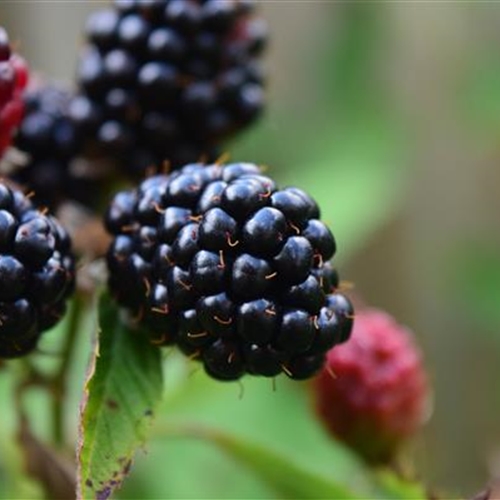 Brombeeren Brombeeren