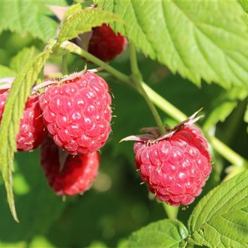 Himbeeren Himbeeren