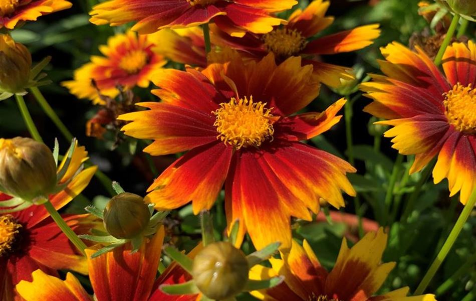 Coreopsis grandiflora 'UpTick Gold & Bronze'