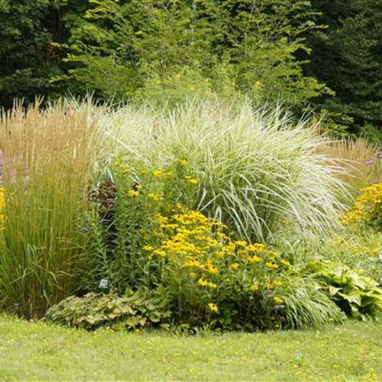 Staudenhecke Belpberg