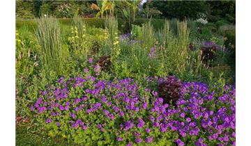 Gartenpflanzen Daepp