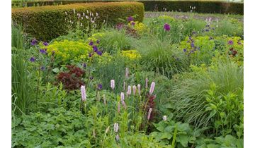 Gartenpflanzen Daepp