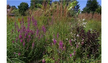 Gartenpflanzen Daepp