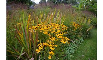 Gartenpflanzen Daepp