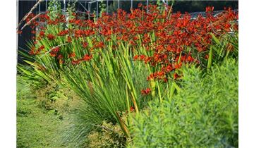 Gartenpflanzen Daepp