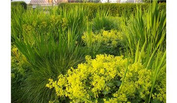 Gartenpflanzen Daepp