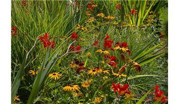 Gartenpflanzen Daepp