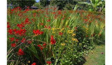 Gartenpflanzen Daepp