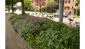 Gartenpflanzen Daepp