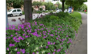 Gartenpflanzen Daepp