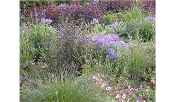 Gartenpflanzen Daepp