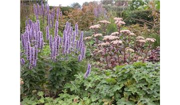 Gartenpflanzen Daepp