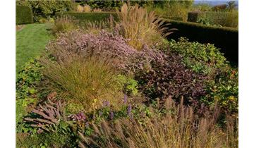 Gartenpflanzen Daepp