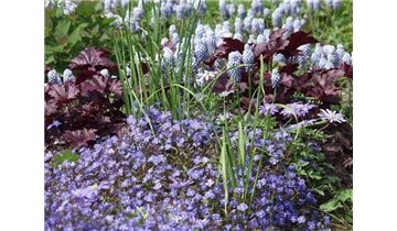 Gartenpflanzen Daepp