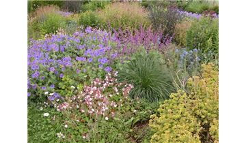 Gartenpflanzen Daepp