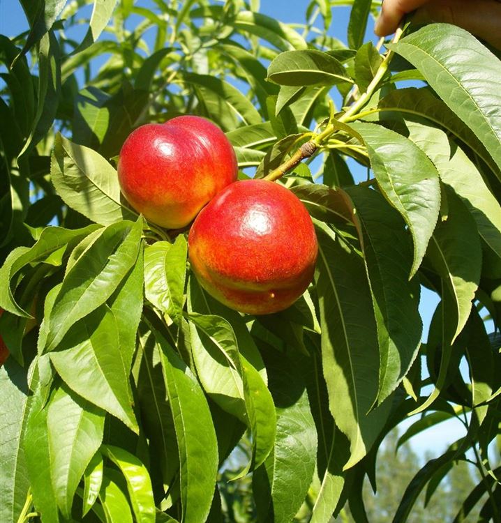 Nektarine 'Nectared 6'