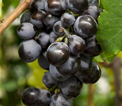 Vitis vinifera 'Campbell Early'