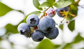 Zum Vergrößern klicken Bildvorschau