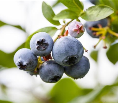 Vaccinium corymbosum 'Patriot'