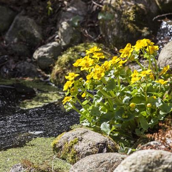 Caltha palustris Caltha palustris