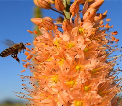Eremurus isabellinus (x) 'Cleopatra'