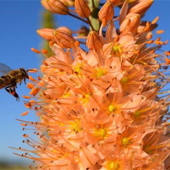 Eremurus isabellinus (x) 'Cleopatra'