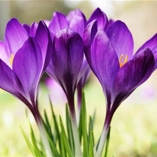 Crocus tommasinianus 'Ruby Giant' Crocus tommasinianus 'Ruby Giant'