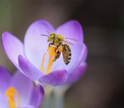 Crocus tommasinianus