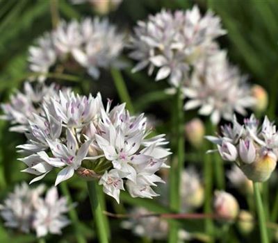 Allium amplectens 'Graceful Beauty'