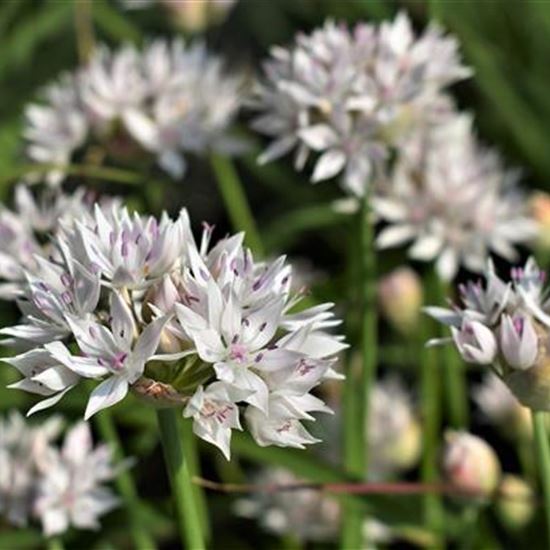 Allium amplectens 'Graceful Beauty'