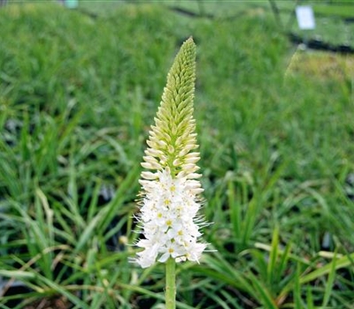 Eremurus himalaicus