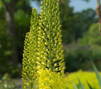 Eremurus stenophyllus