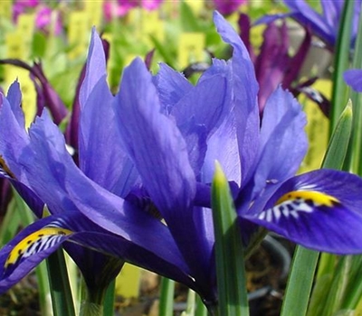 Iris reticulata 'Harmony'
