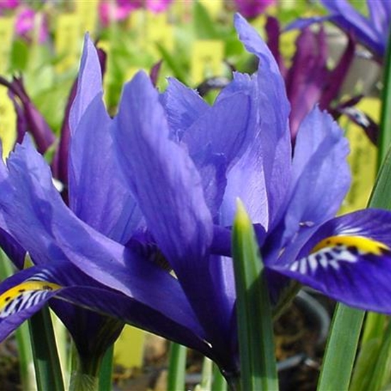 Iris reticulata 'Harmony' Iris reticulata 'Harmony'