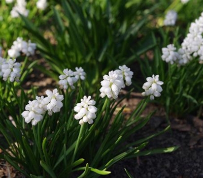 Muscari aucheri 'White Magic'