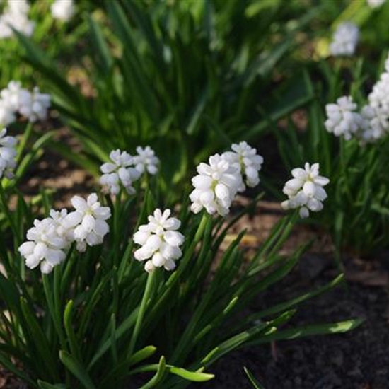 Muscari aucheri 'White Magic'