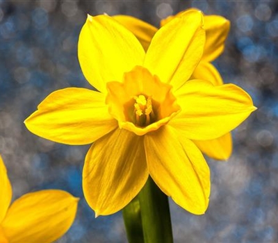 Narcissus 'Baby Moon'