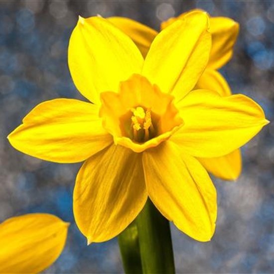 Narcissus 'Baby Moon' Narcissus 'Baby Moon'