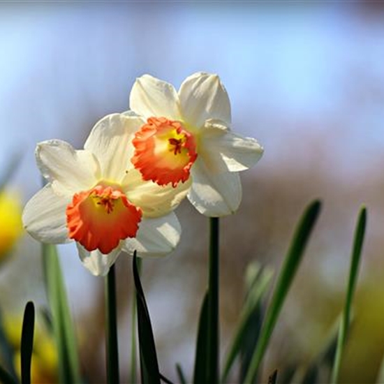 Narcissus 'Flower Record'